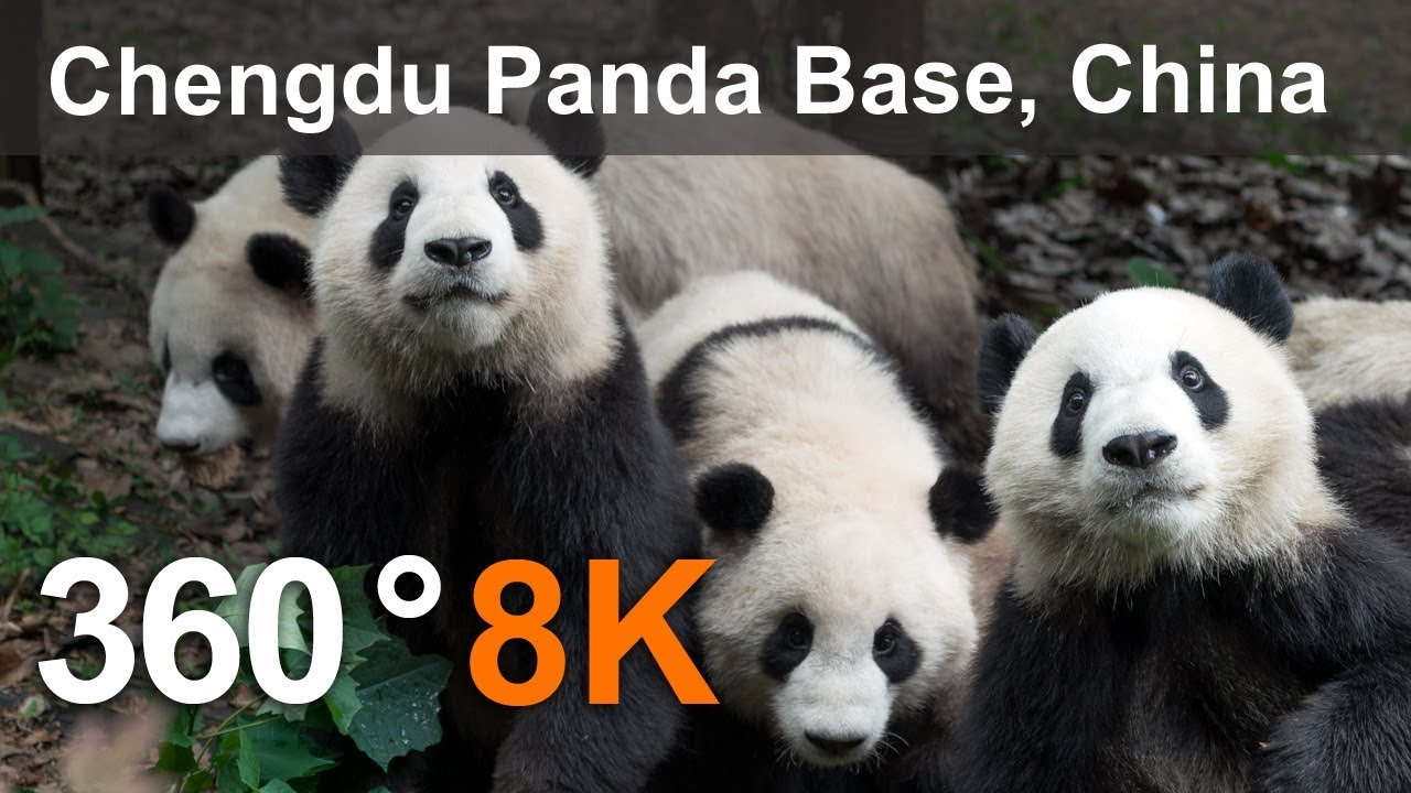 360°，成都熊猫基地  Chengdu Panda Base, China, 8K aerial video 1.6GB