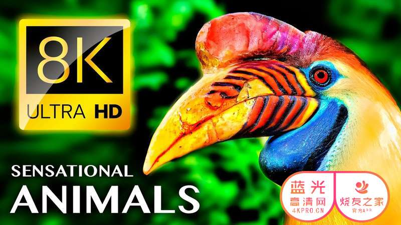 令人惊讶的动物 8K SENSATIONAL ANIMALS 8K ULTRA HD 7.77GB