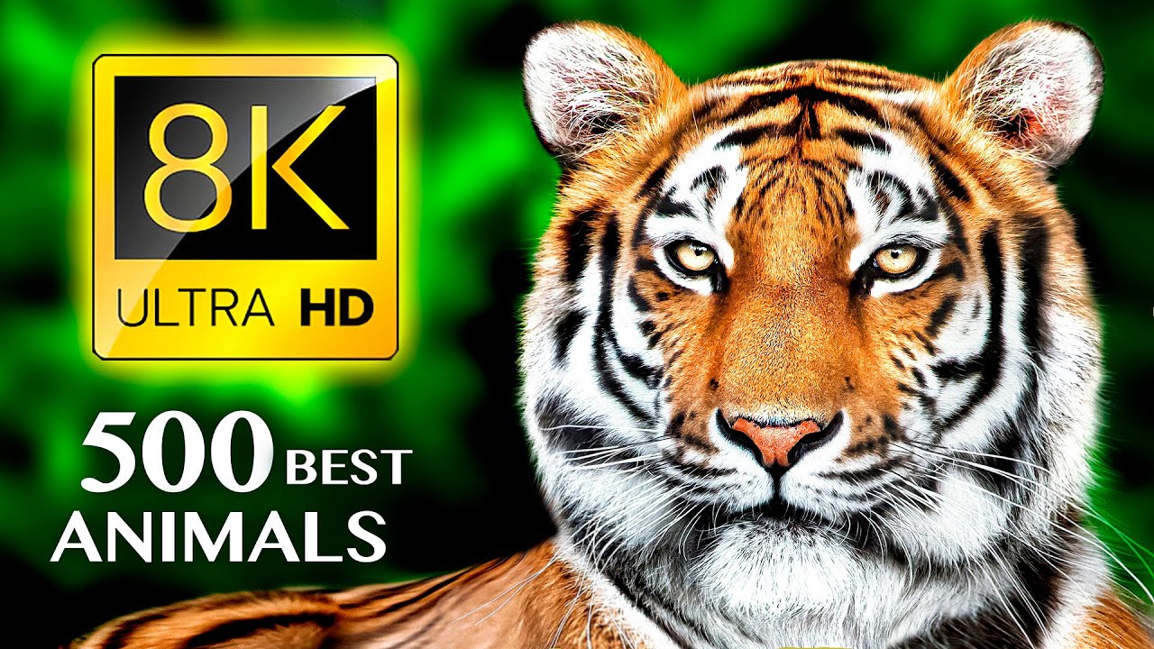 500只最漂亮的动物 THE 500 MOST BEAUTIFUL ANIMALS 8K ULTRA HD 12.6GB