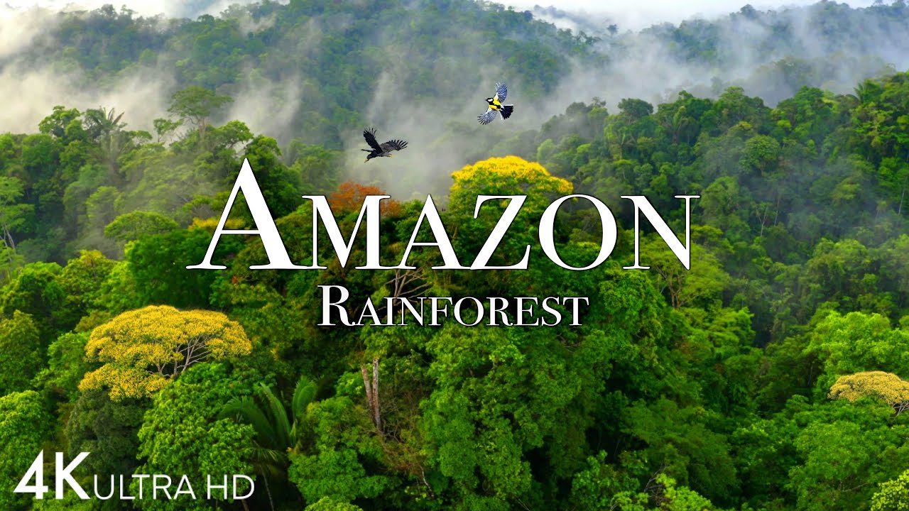 亚马逊4k——世界上最大的热带雨林第2部分——丛林之声——4k风景放松片-3.61GB ... ...