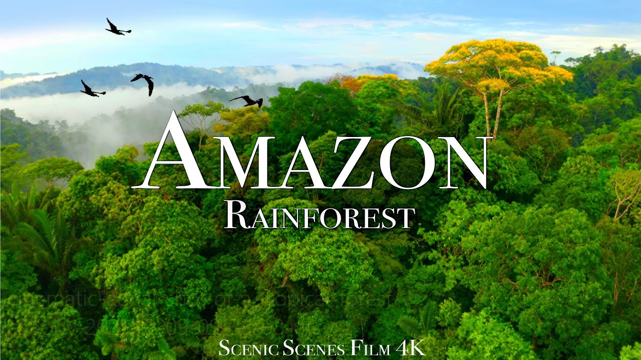 亚马逊4k-第3部分—世界上最大的热带雨林—丛林之声—风景放松片-3.38GB