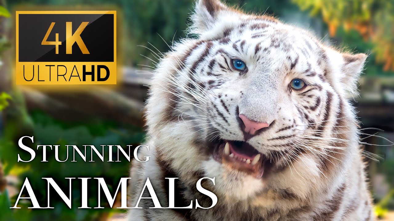 动物世界最真实的声音 了解动物的声音Stunning Animals in 4K - Animals Around The World With Real Natur ...