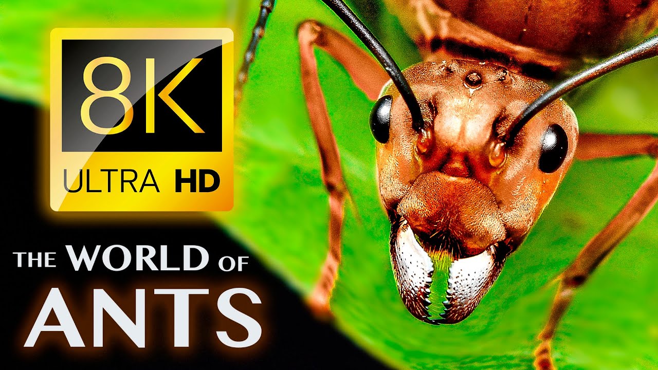 蚂蚁的世界 8K The World of Ants 8K ULTRA HD 8k视频下载