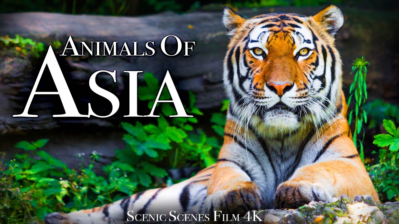 亚洲动物4K-亚洲野生动物的奇妙场景 Animals of Asia 4K - Amazing Scenes of Asia Wildlife _ Scenic Rela ...
