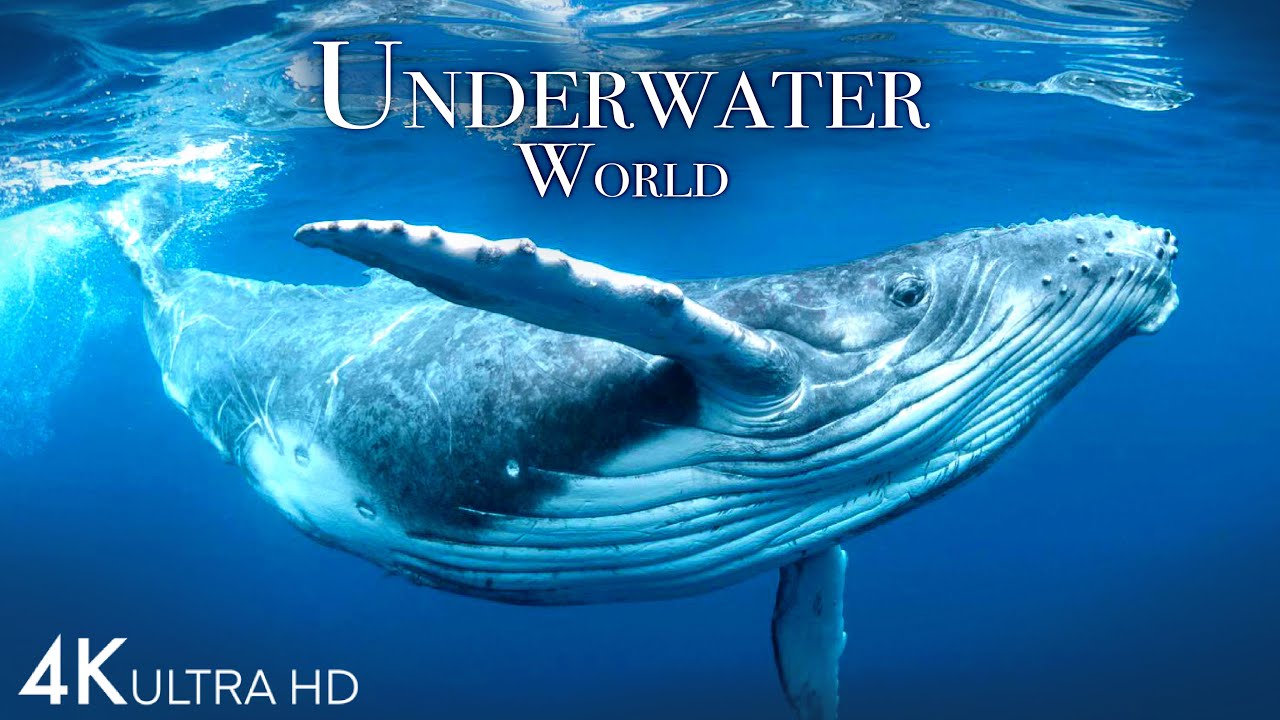 海底世界4K-令人难以置信的多彩海洋生物_Underwater World 4K - Incredible Colorful Ocean Life _ Marine  ...